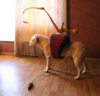 Prothèse pour chien aveugle